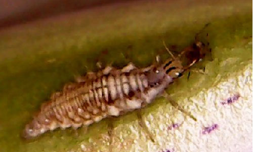 aphid-sucking-pest-control-green-lacewing-larvae