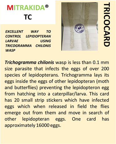 caterpillars-leaf-miner-trichogramma-chilonis