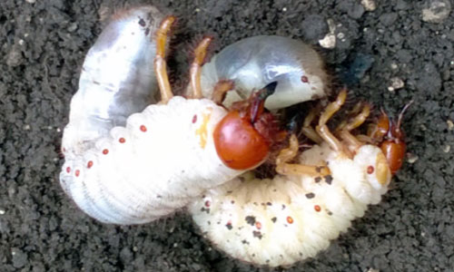 soil-white-grub-humani-infection-control